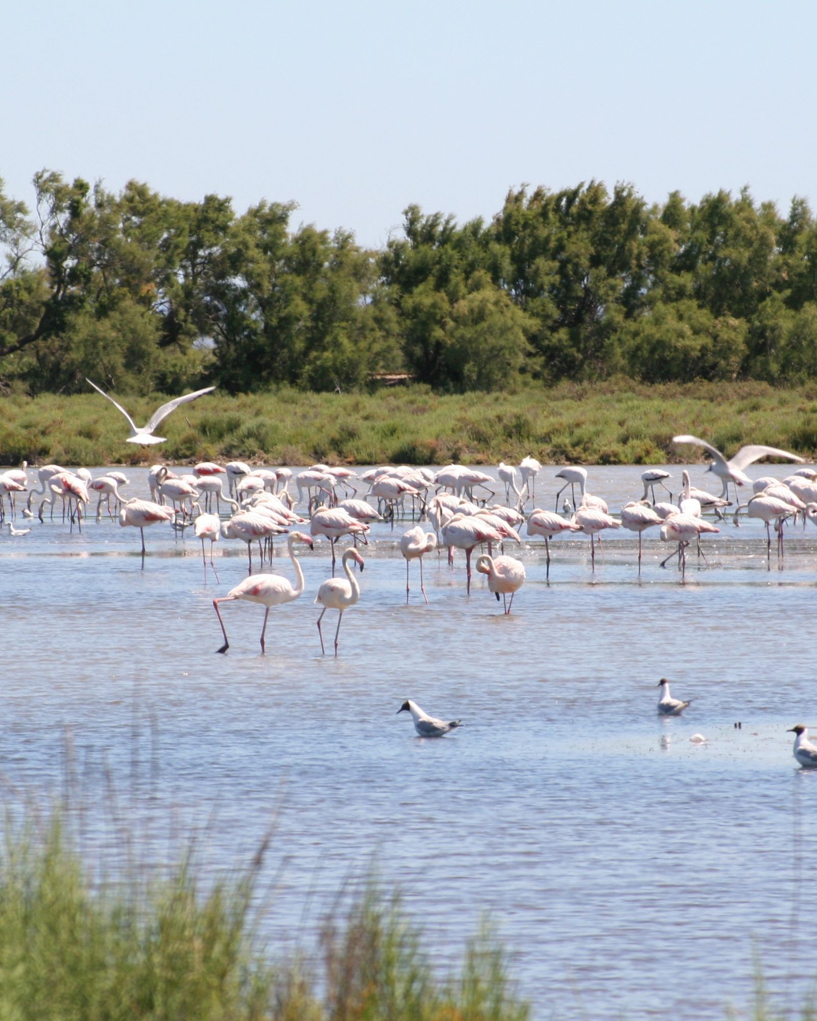 Birdwatching in the Languedoc