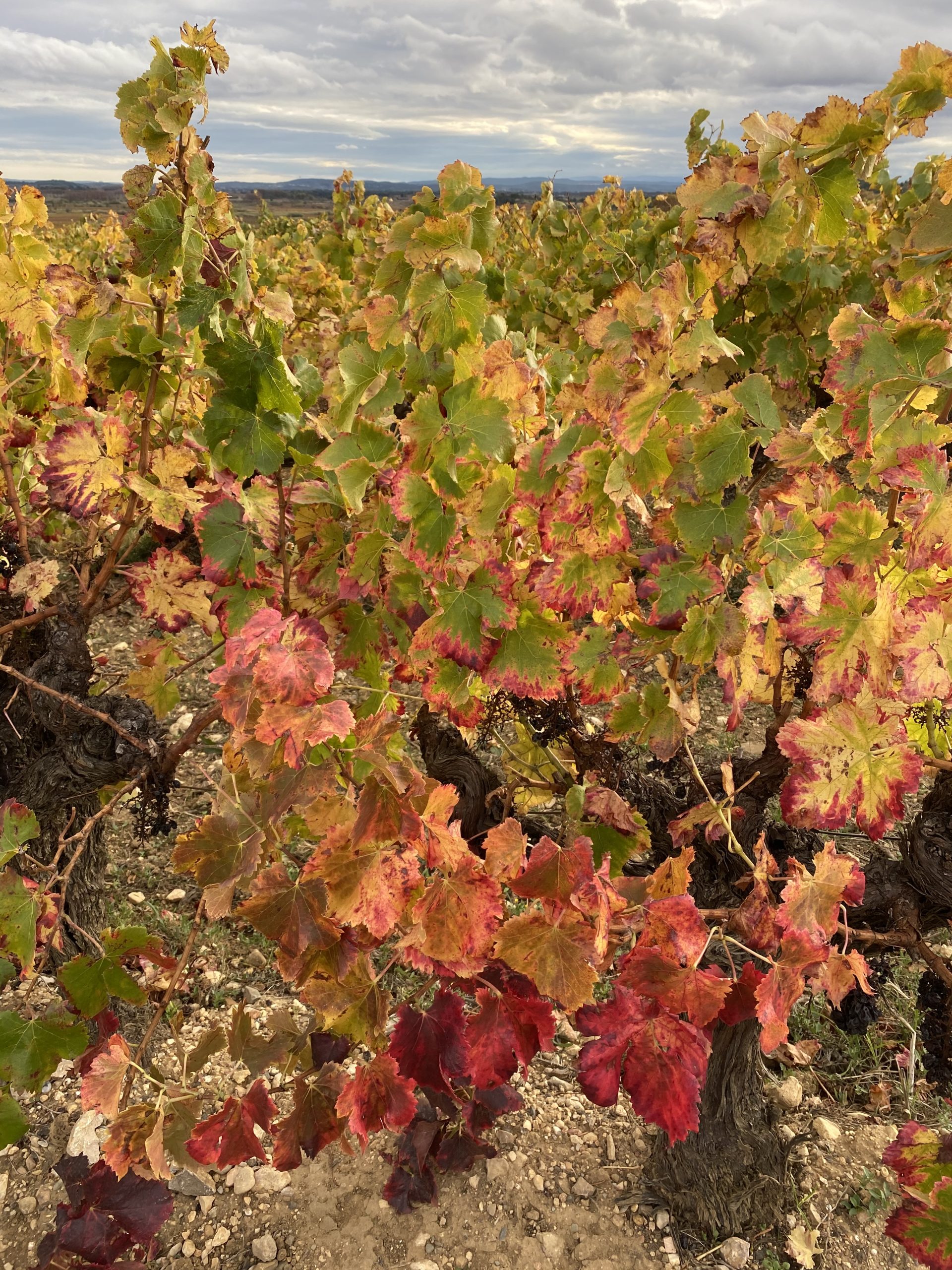 Le charme tranquille de l'automne dans le sud de la France : Slow Tourisme dans l'Aude et l'Hérault